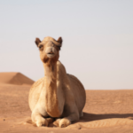 Camels, Needles, and the Kingdom