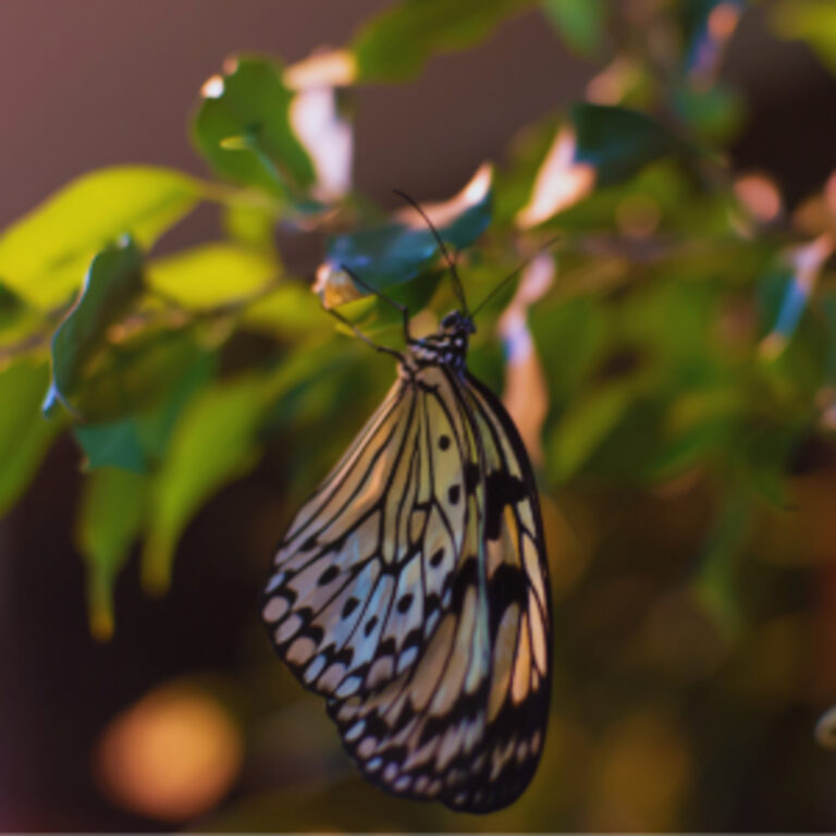 Stop Lying, Control Anger, Work Honestly | Ephesians 4 Christian Living Guide